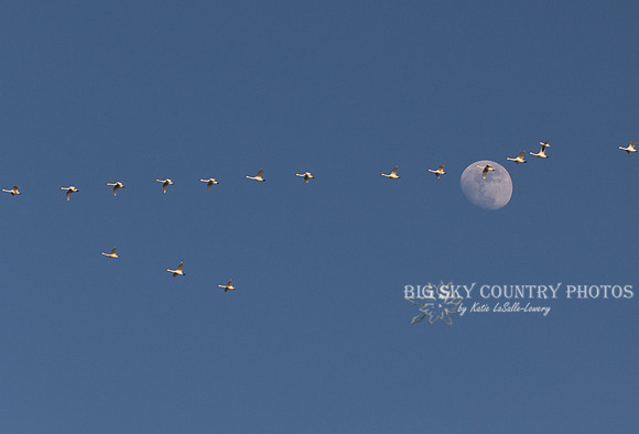 tundra (whistling) swans fly in vee formation past the almost full moon in the evening sky