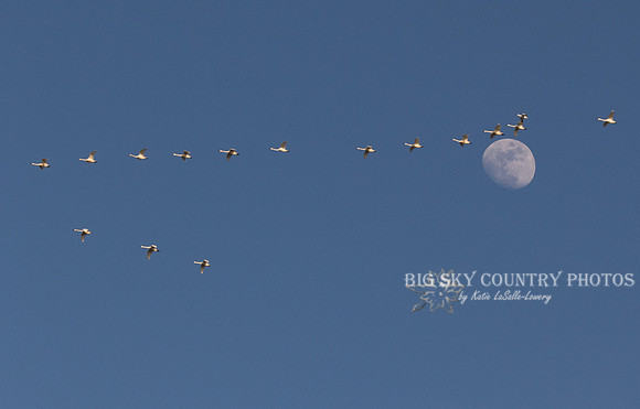 tundra (whistling) swans fly in vee formation past the almost full moon in the evening sky