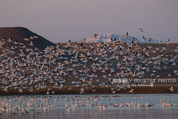 A flight of snow geese takes of from a pond in the Freezout Lake area as the sun rises