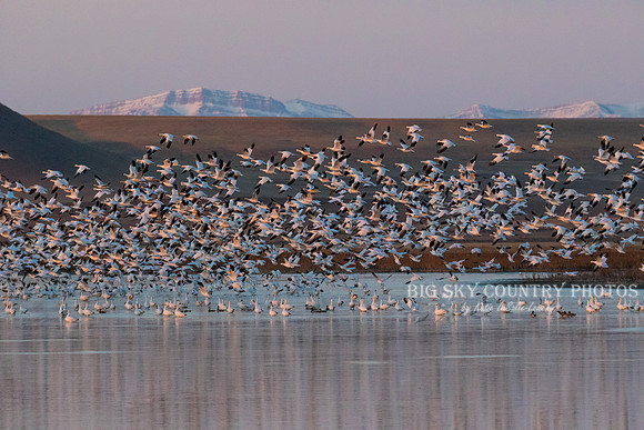 A flight of snow geese takes of from a pond in the Freezout Lake area as the sun rises