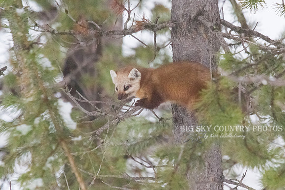 Lucky Strike - Pine Marten 2