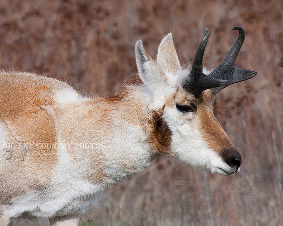 pronghorn antelope buck
