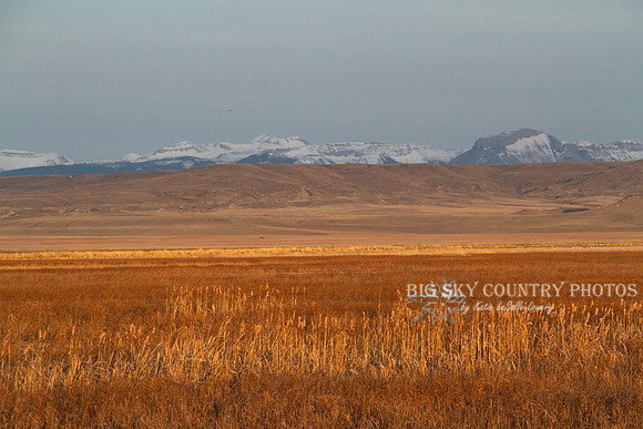 golden fields lit by the rising sun, mountains in the background