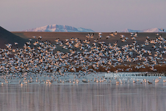 A flight of snow geese takes of from a pond in the Freezout Lake area as the sun rises