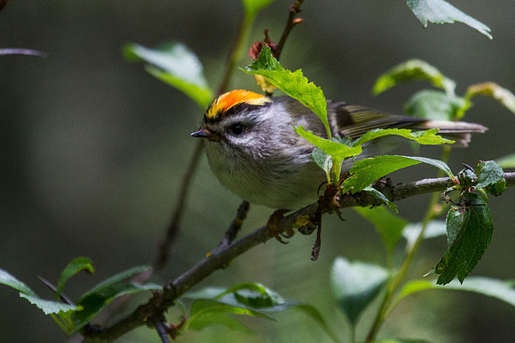 Golden-crowned Kinglet - Male 2