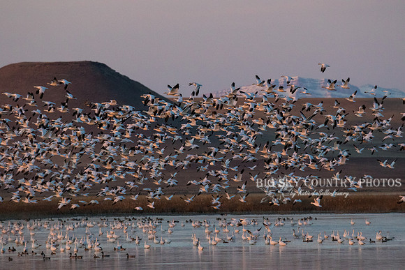 A flight of snow geese takes of from a pond in the Freezout Lake area as the sun rises