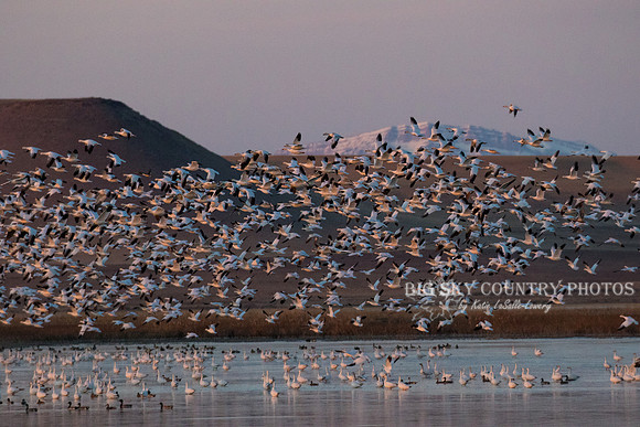 A flight of snow geese takes of from a pond in the Freezout Lake area as the sun rises