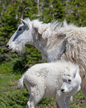 mountain goat kid standing close to his mother nanny mountain goat