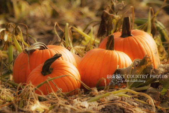 four pumpkins in a pumpkin patch