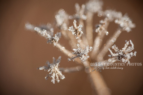 frost covered wild flowers and foliage