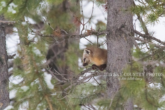 Lucky Strike - Pine Marten 18