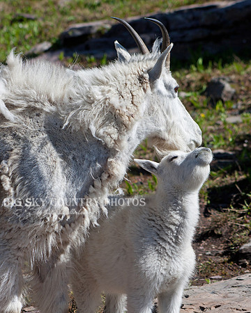 mother nanny mountain goat and her kid