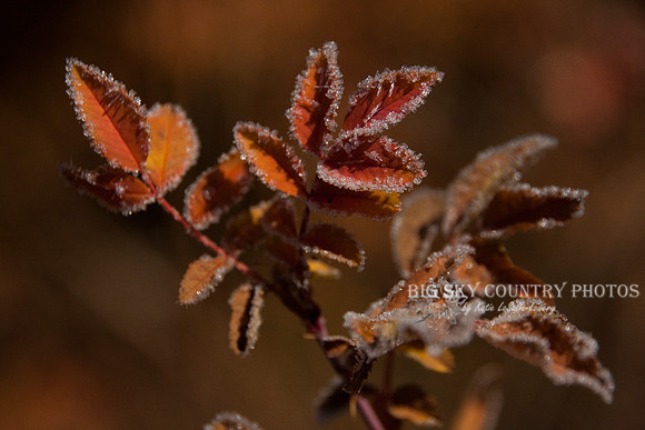 frost covered wild flowers and foliage