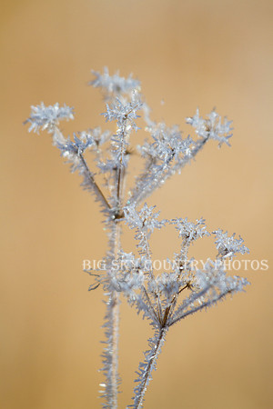 frost covered wild flowers and foliage