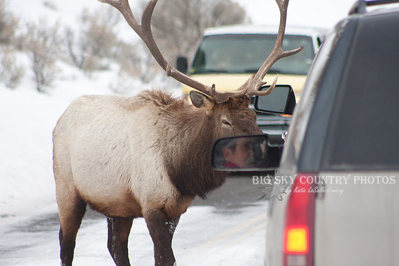 A bull elk "exchange's words" with the driver of a Suburban blocking his route across the road to a game trail through the several-feet-deep-snow.