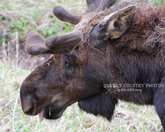 bull moose with growing antlers in velvet
