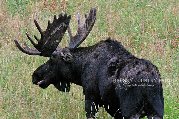 large bull moose with mature antlers still in velvet