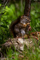red squirrel shredding western larch cone