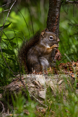 red squirrel shredding western larch cone