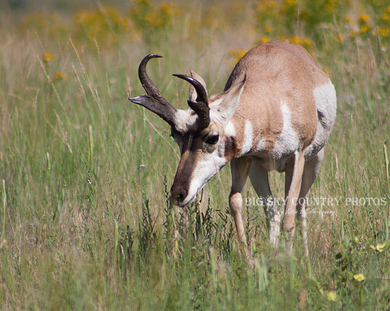 pronghorn antelope buck