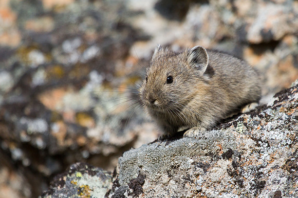 pika on a talus slope