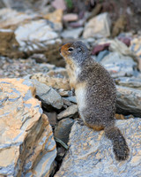 Columbian Ground Squirrel