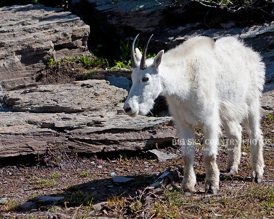 nanny mountain goat