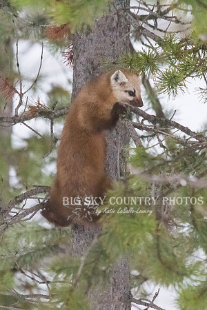 Lucky Strike - Pine Marten 6