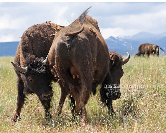 sub-adult bison attempting to nurse from cow bison mother