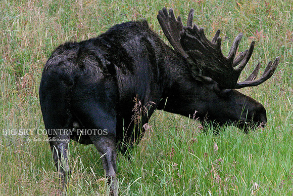 head on view of large bull moose with mature antlers still in velvet