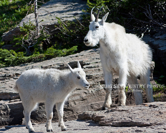 mother nanny mountain goat and her kid