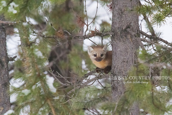 Lucky Strike - Pine Marten 14