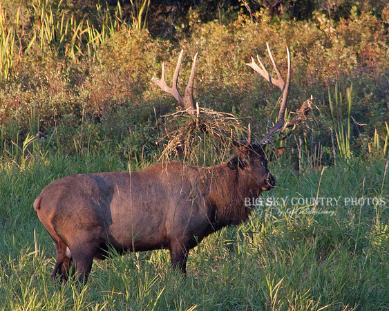 bull elk with grass dangling from his antlers