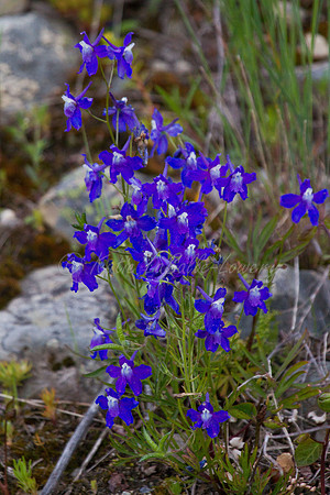 Larkspur Garden