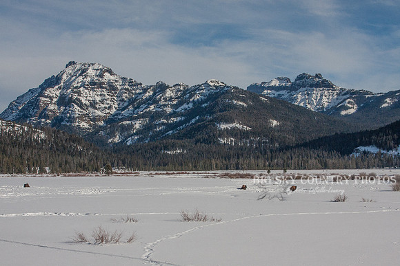 snow covered Round Praire in Yellowstone National Park with Amphitheater and Abiathar mountains in the background and bison in the meadow
