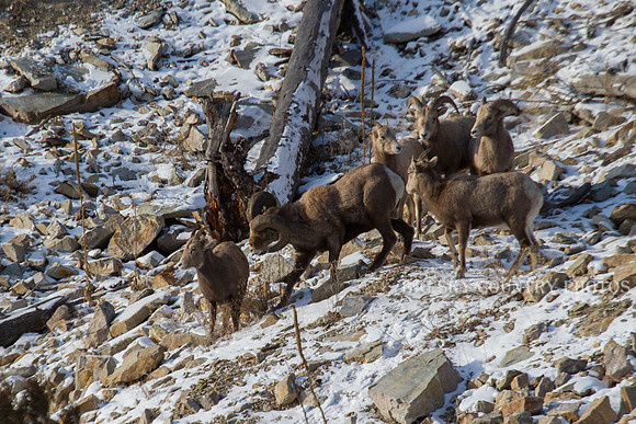 Bonner Bighorn Herd December 2014 -6