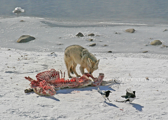 A coyote and black-billed magpies dine al fresco on a bighorn ram carcass on the frozen bank of the Lamar River.