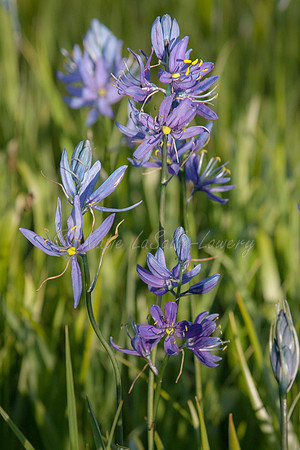 Camas 2 - Packer Meadow - '12