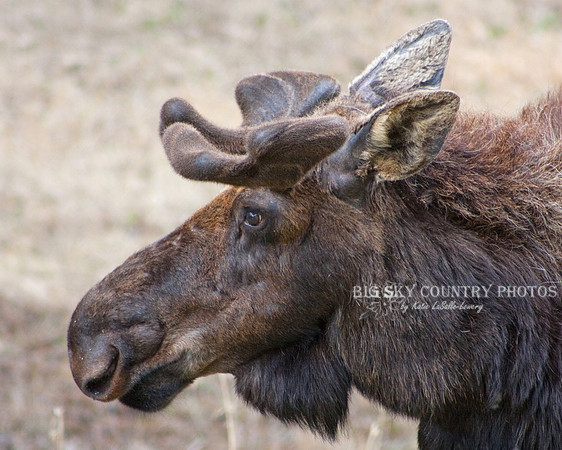 bull moose with growing antlers in velvet