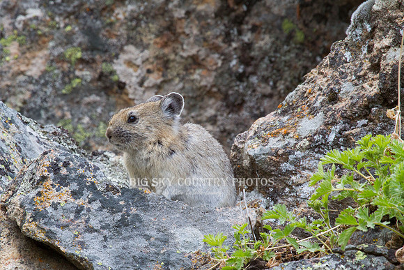 pika on a talus slope
