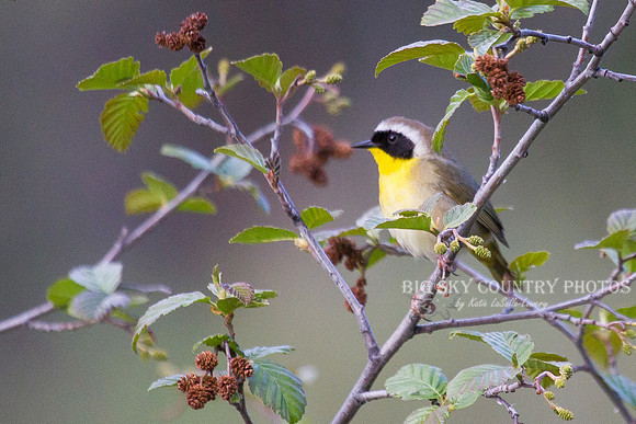 Common Yellowthroat