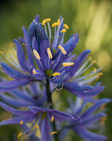 Camas 1 - Packer Meadow - '12
