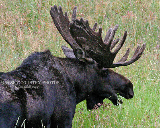 large bull moose with mature antlers still in velvet
