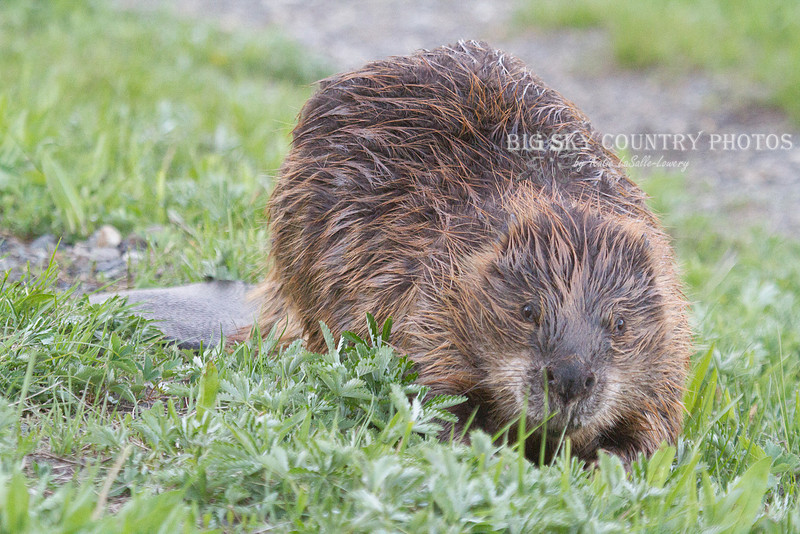 Muskrat Country Big Sky Country | Beavers & Muskrats