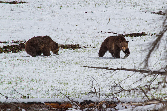 Grizzly Couple 2