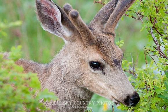 headshots of a young mule deer buck with antlers in velvet
