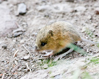 Jumping Mouse