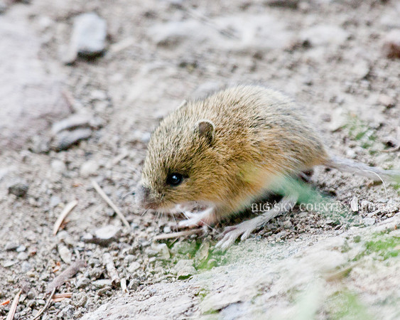 Jumping Mouse