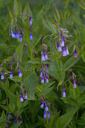 Bluebells