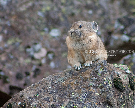 Pika 1
